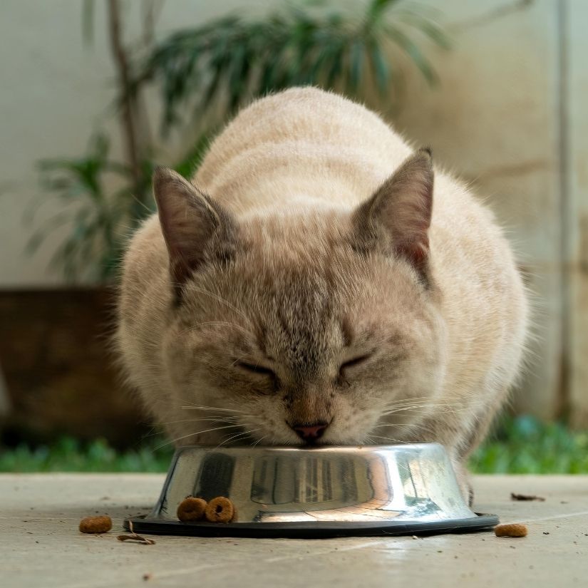 Cat Food
